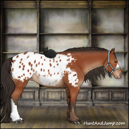 Horse Color:Brown Appaloosa 