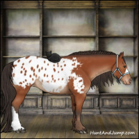 Horse Color:Brown Appaloosa 