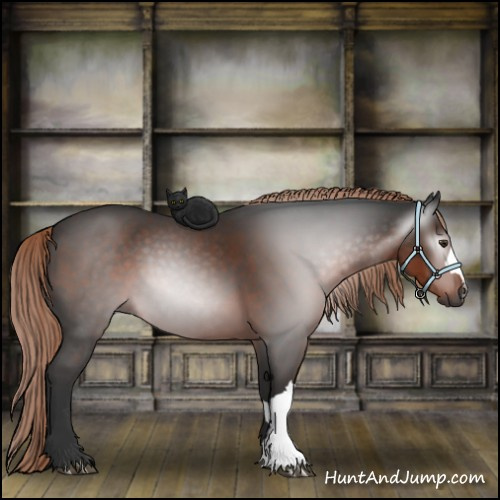 Horse Color:Gray Liver Chestnut 