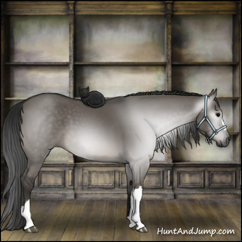 Horse Color:Gray Grullo 