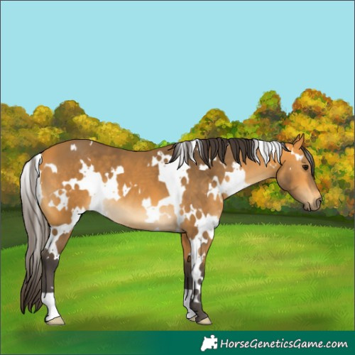 Horse Color:White Spotted Buckskin 