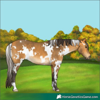 Horse Color:White Spotted Buckskin