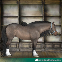 Horse Color:Brown Dun 