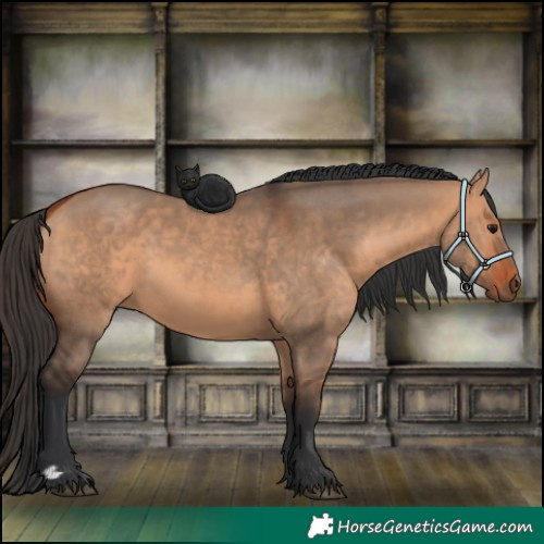 Horse Color:Bay Dun 