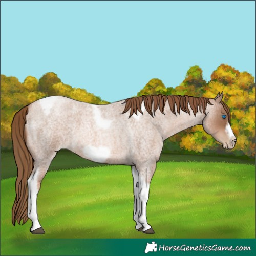 Horse Color:Liver Red Roan Pearl Tobiano Frame 