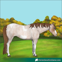 Horse Color:Liver Red Roan Pearl Tobiano Frame