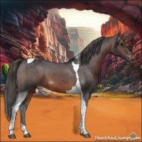 Horse Color:Brown Tobiano Varnish 