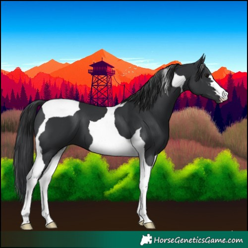 Horse Color:Black Tobiano