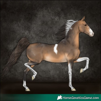 Horse Color:Buckskin Sabino Tobiano 