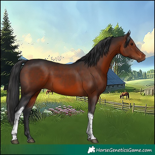 Horse Color:Brown Tobiano Rabicano