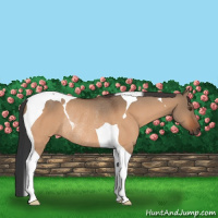 Horse Color:Brown Dun Tobiano Rabicano