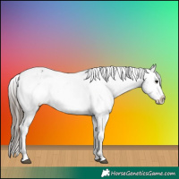 Horse Color:Black Appaloosa Rabicano 