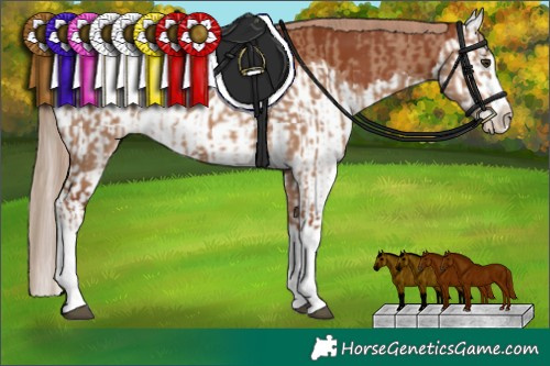 Horse Color:Red Dun Splash  and Chestnut Splash 