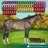 Horse Color:Brown Dun Rabicano 