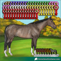 Horse Color:Brown Dun Rabicano 