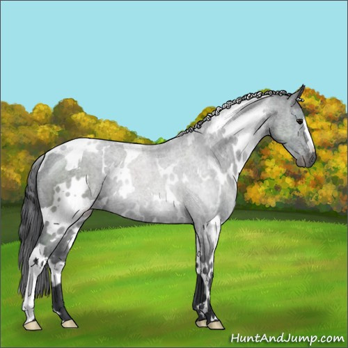 Horse Color:White Spotted Black Mushroom 