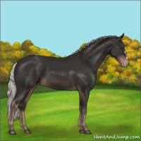 Horse Color:Liver Chestnut Mushroom Appaloosa 