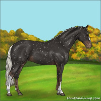 Horse Color:Liver Chestnut Mushroom Appaloosa 