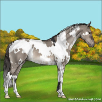 Horse Color:White Spotted Brown Dun Mushroom Appaloosa 
