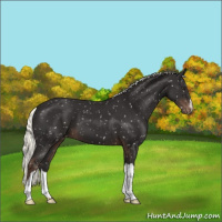 Horse Color:Liver Chestnut Mushroom Appaloosa 
