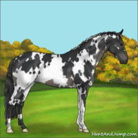 Horse Color:White Spotted Black Mushroom 