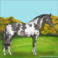 Horse Color:White Spotted Grullo Mushroom Appaloosa 