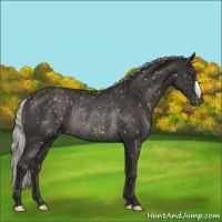 Horse Color:Liver Chestnut Mushroom Snowflake Varnish Rabicano 