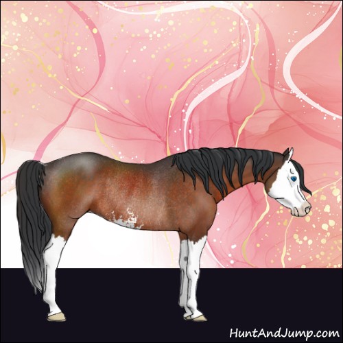 Horse Color:Brown Sabino Splash Rabicano