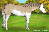 Horse Color:Chocolate Palomino Dun Splash Appaloosa Rabicano 
