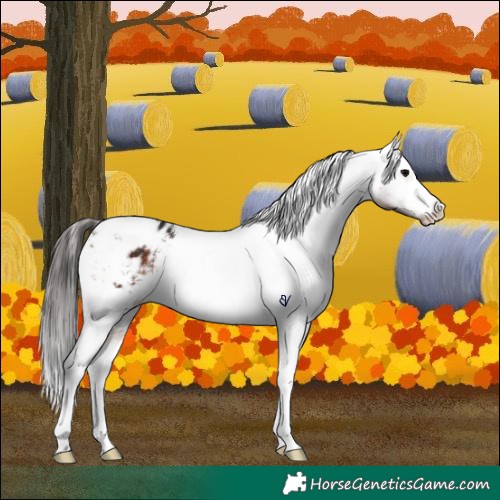 Horse Color:White Spotted Brown Tobiano Varnish 