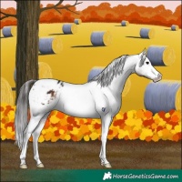 Horse Color:White Spotted Brown Tobiano Varnish 