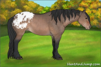 Horse Color:Brown Dun Sabino Appaloosa 