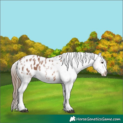 Horse Color:White Spotted Bay Ice Sabino Appaloosa 