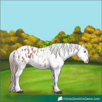 Horse Color:White Spotted Bay Ice Sabino Appaloosa 