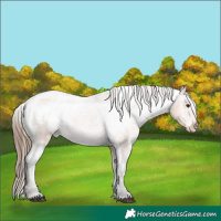 Horse Color:White Spotted Bay Ice Appaloosa 