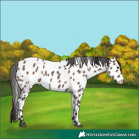 Horse Color:Liver Red Dun Near Leopard Rabicano 