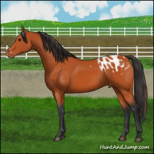 Horse Color:Bay Appaloosa 