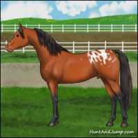 Horse Color:Bay Appaloosa 