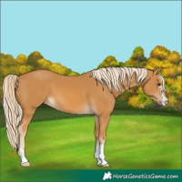 Horse Color:Palomino 