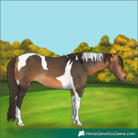 Horse Color:Buckskin Tobiano