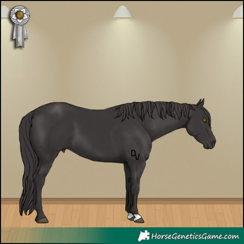 Horse Color:Smoky Black 