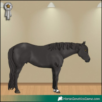 Horse Color:Smoky Black 