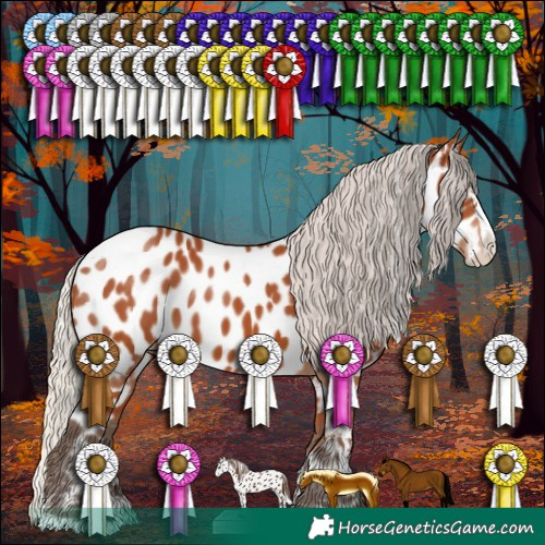 Horse Color:Silver Bay Sabino Splash Appaloosa Rabicano 