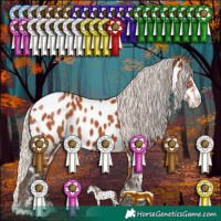 Horse Color:Silver Bay Sabino Splash Appaloosa Rabicano 