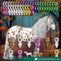 Horse Color:Silver Bay Sabino Splash Appaloosa Rabicano 