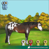 Horse Color:Brown Sabino Appaloosa 