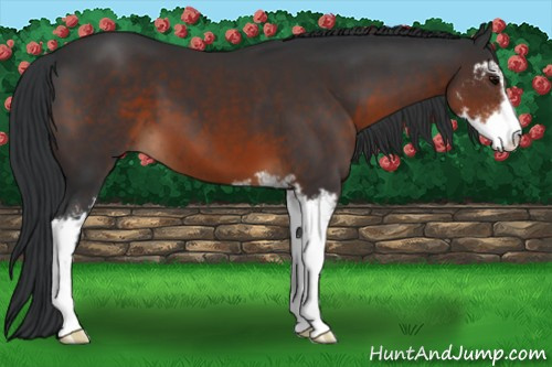 Horse Color:Brown Sabino
