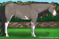 Horse Color:Grullo Sabino 