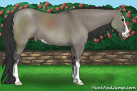 Horse Color:Grullo Sabino 