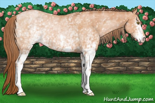 Horse Color:White Spotted Brown Pearl